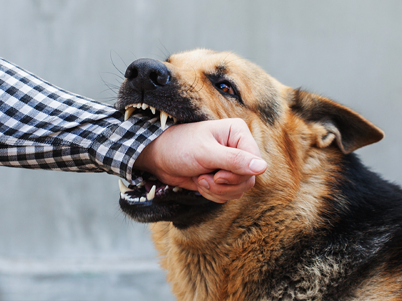 When is a dog's owner liable for bite injuries?